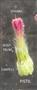  Pistil